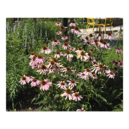 Foto Coneflowers Rosa de 20"x16"