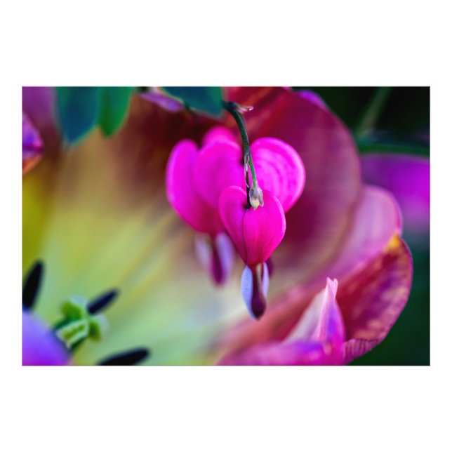 Foto Confissão Do Amor (Frente)