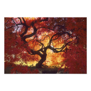 Foto Connecticut: Darien, bordo japonês 'Acer