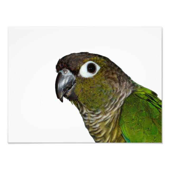 Foto Conure de Olho Verde (Frente)