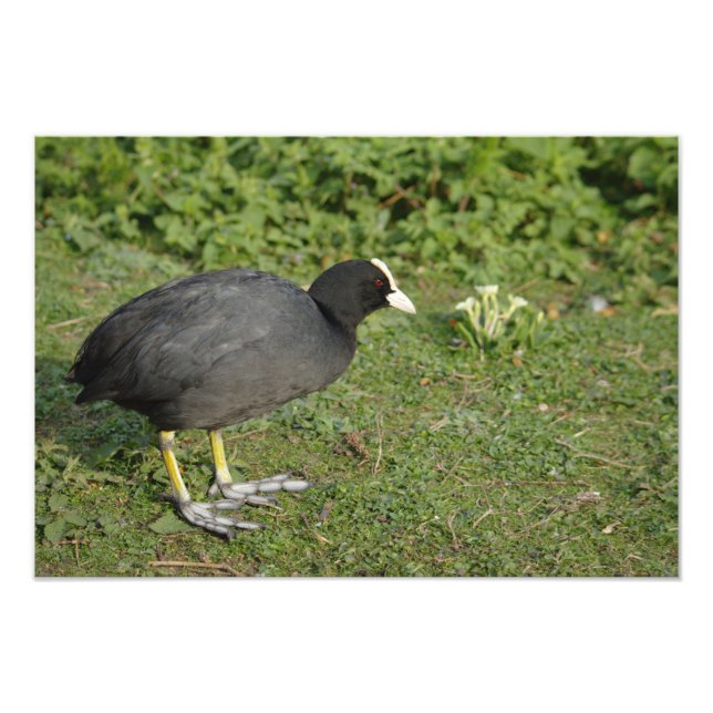 Foto Coot Britânico (Frente)