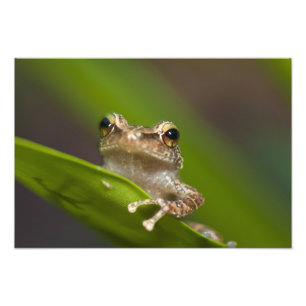 Foto Coqui comum, coqui do Eleutherodactylus, EL