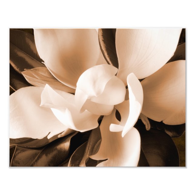 Foto Cor branca da Magnolia Flor Preto Fundo (Frente)