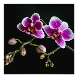 Foto Cor branca rosa-orquídea em preto pálido e suave