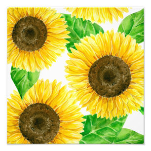 Foto Cor d'água do Sunflower