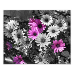Foto Cor Parcial das Flores Africanas Roxas 8x10