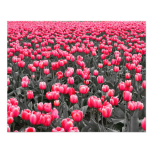 Foto Cor Seletiva Minimalista da Flor Rosa