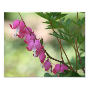 Foto Corações com Hemorragia Rosa 10x8 Flor