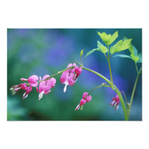 Foto Corações sangrando rosa no jardim. Crédito como: