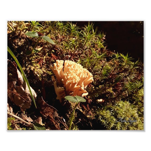 Foto Coral Mushroom impressionante (Frente)