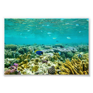 Foto Coral Reef