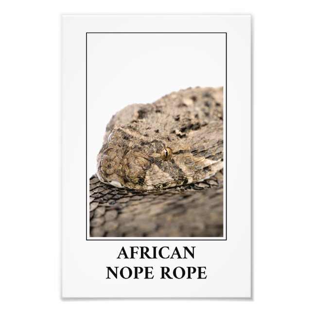 Foto Corda Africana - Puff Adder Cobra Danger (Frente)