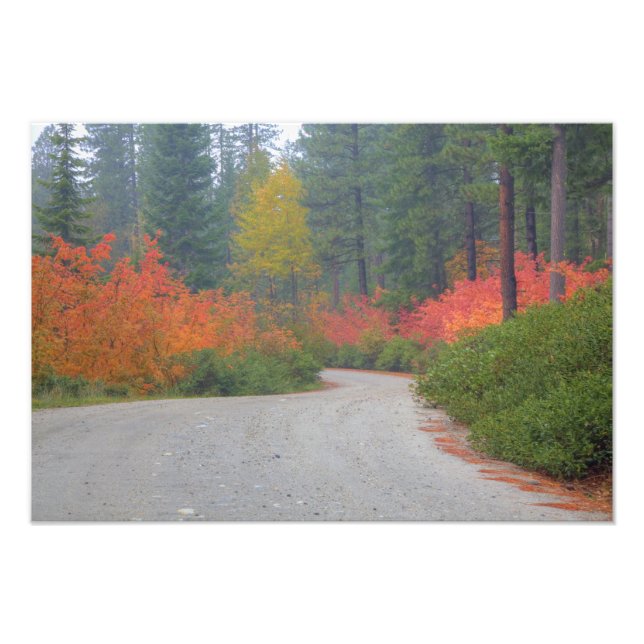 Foto Cores de outono das florestas na Cascata (Frente)