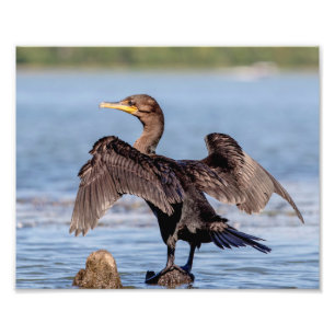 Foto Cormorant Dobro-com crista no lago Champlain