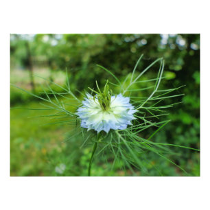 Foto Cornflower
