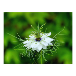 Foto Cornflower