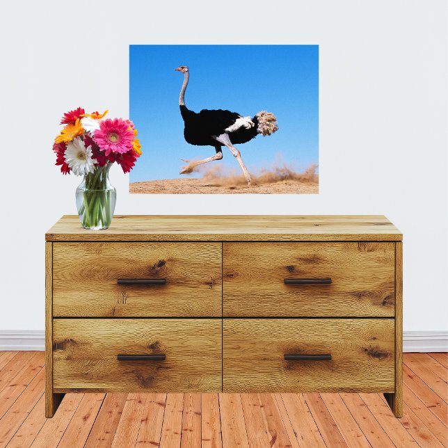 Foto Corra Avestruz Corra 20x16 (Run Ostrich Run 20x16 Photo Print)