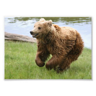 Foto Corredor do urso de Brown