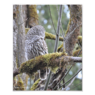Foto Coruja 8X10 Barred em uma ramificação Mossy