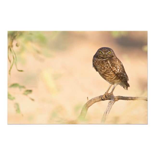 Foto Coruja Burrowing Sunrise (Frente)