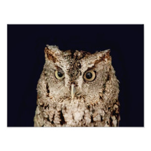 Foto Coruja de Screech