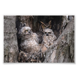 Foto Coruja e Owlets