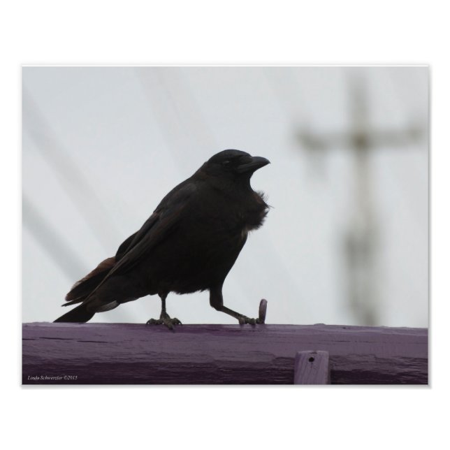 Foto Corvo 11X14 em púrpura (Frente)
