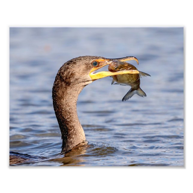 Foto Corvo com peixe (Frente)