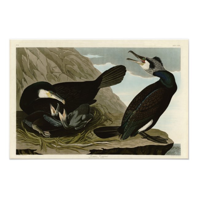 Foto Corvo-comum - das Aves da América de Audubon (Frente)