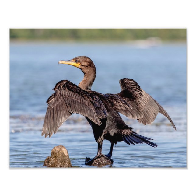Foto Corvo-duplo no lago Champlain (Frente)