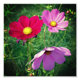 Foto Cosmos Daisy Flower Trio 8x8