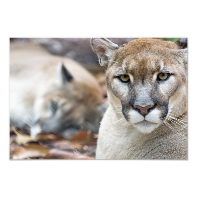 Foto Cougar, leão da montanha, Puma da Flórida (Frente)