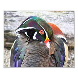Foto Coy Wood Duck Impressão