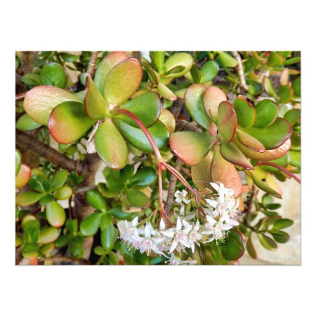 Foto Crassula ovata (Frente)