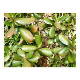Foto Crassula ovata