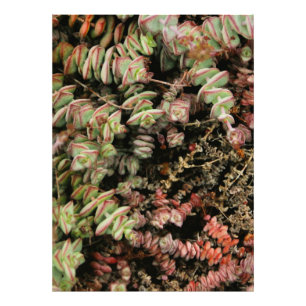 Foto Crassula perforata