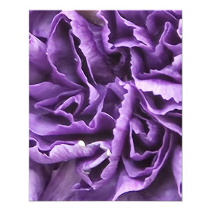 Foto Cravo Roxo