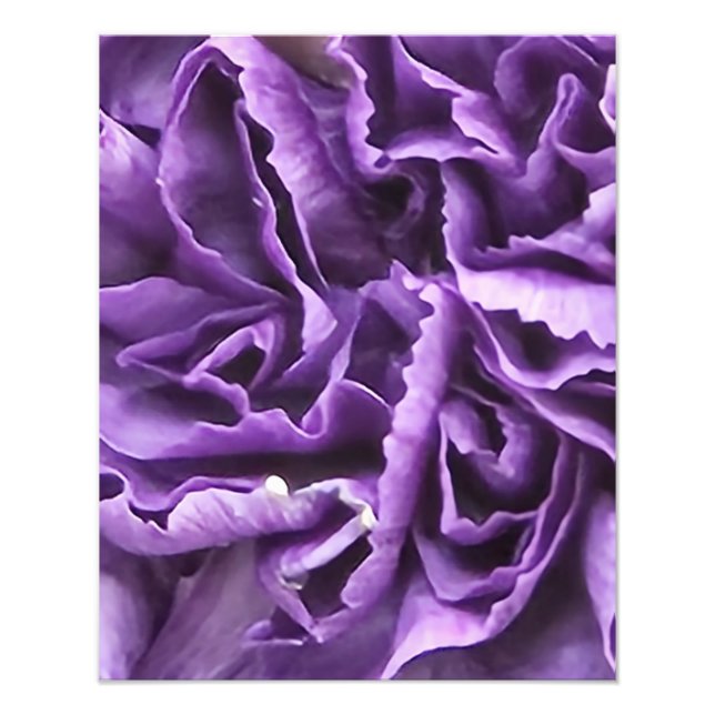 Foto Cravo Roxo (Frente)