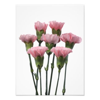 Foto Cravos Rosa