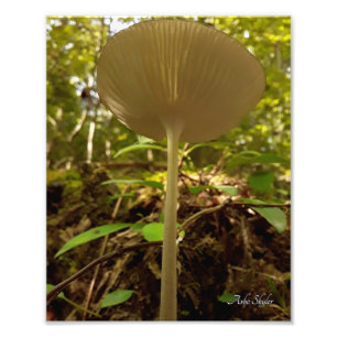 Foto Cream Majestade