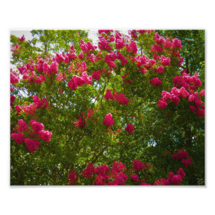 Foto Crepe Myrtle