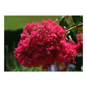 Foto Crepe Myrtle