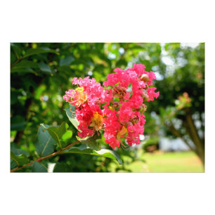 Foto Crepe Myrtle Tree Vibrante