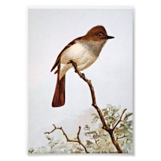Foto Crested Flycatcher Vintage Art
