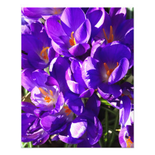 FOTO CROCO DA PRIMAVERA