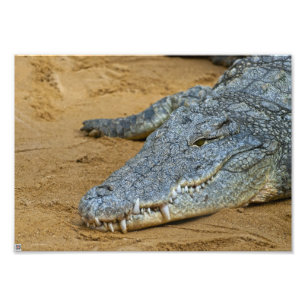 Foto Crocodilo