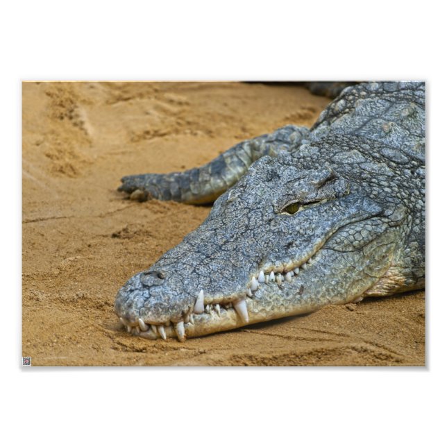 Foto Crocodilo (Frente)