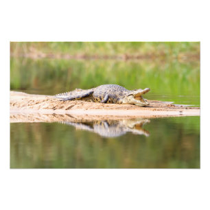 Foto Crocodilo