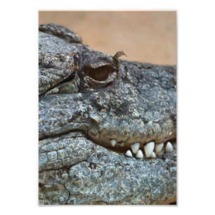 Foto Crocodilo