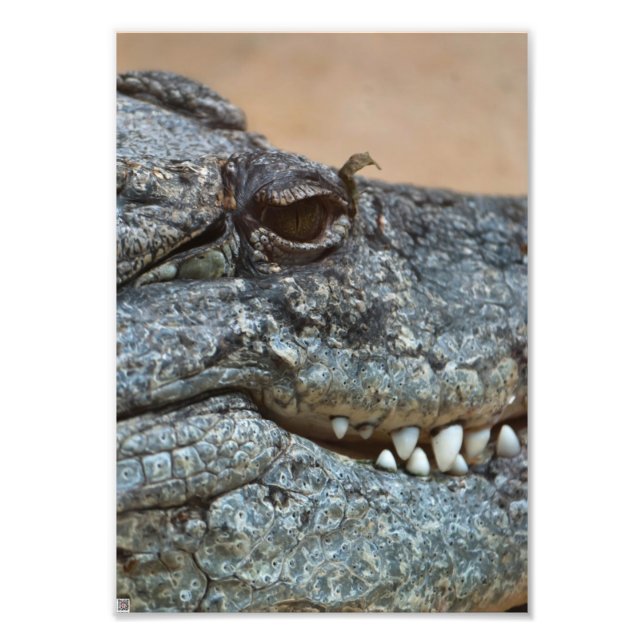 Foto Crocodilo (Frente)